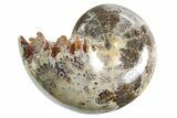 Polished Ammonite (Phylloceras) Fossil - Madagascar #297091-1